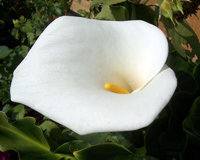جنس Zantedeschia